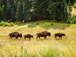 Naklejka na ściany i meble Bison in Yellowstone park