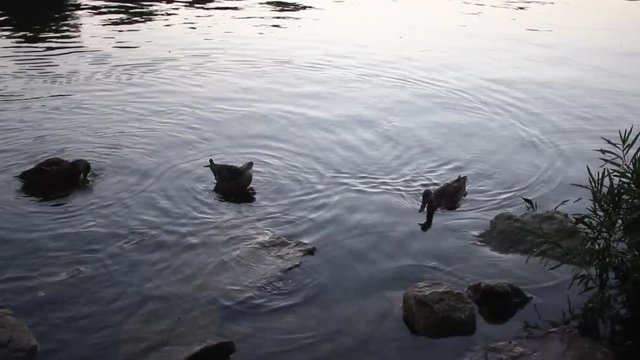 Ducks on the Scioto River