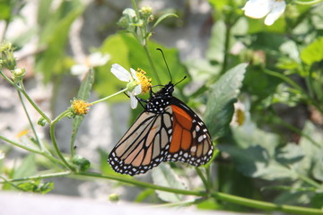 Monarch butterfly in flowers