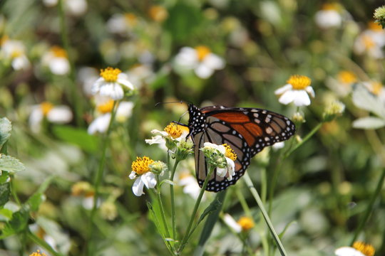 Monarch butterfly perched on flowers