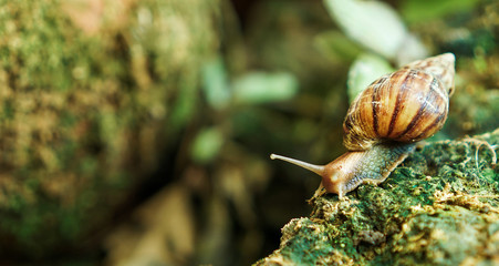 snail on the surface of old rock with moss in a natural environment.with copy space