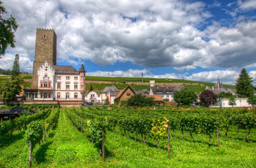 Fototapeta na wymiar Vineyard near medieval castle fortress Boosenburg, Ruedelsheim, Hessen, Germany