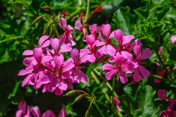Beautiful pink flowers pelargonium hang-downing in macro