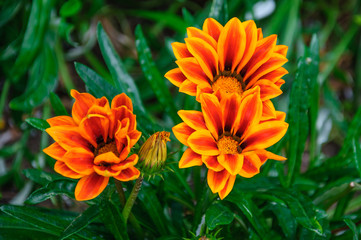 Beautiful orange and red flowers in macro