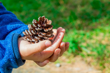 A pinecone in the hands of a child 