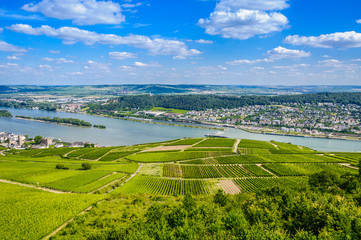 Fototapeta na wymiar Rhine river and green vineyards near Bingen am Rhein