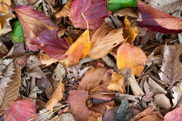 autumn leaves on the ground
