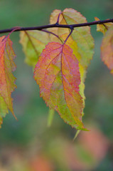 Fototapeta premium Colorful leaves in autumn,Altai,Russia.