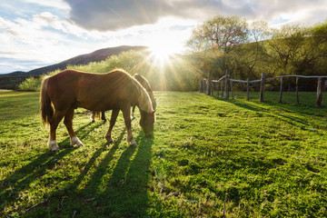 horse in the field against sunlight