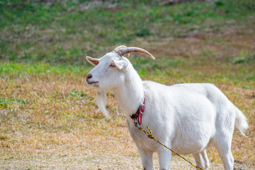 Obraz premium A goat in the field