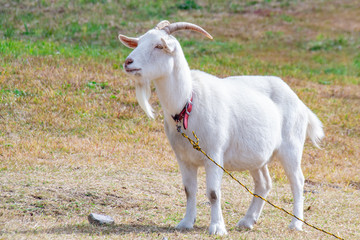 Obraz premium A goat in the field
