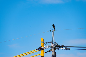 A crow on the pole