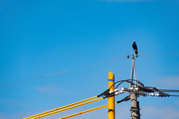 A crow on the pole