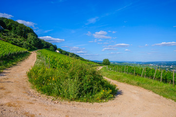 Green fresh vineyard and U-turn of the road near Ruedesheim, Rheinland-Pfalz, Germany