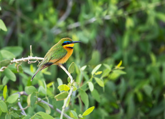 Full body profile portrait of  colorful little bee-eater, Merops pusillus, in selective focus perched on branch with bright green leaves in blurred background