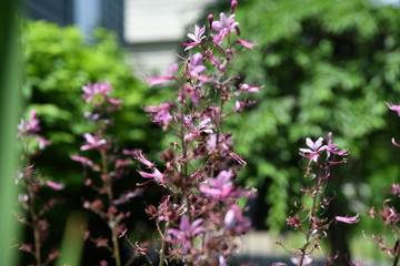 Pink flowers 