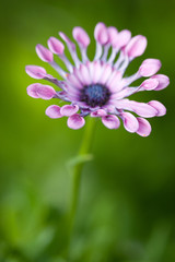 Dreamy closeup of blue and white daisybush