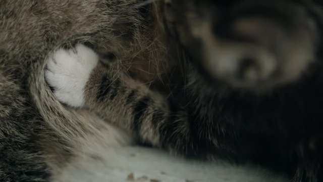 a kitten's forefeet while it's being fed