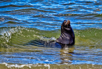 Fototapeta premium majestic sea lion in surf