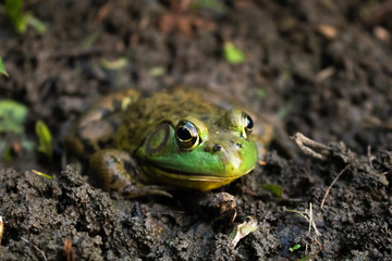 Frog by The Lake