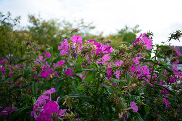 Fototapeta premium Flower Bush 3