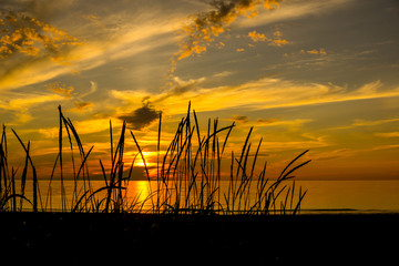 Bright and saturated sea sunset through the black silhouettes of grass ears