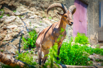 Desert bighorn sheep