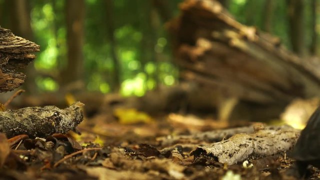 Young tortoise wandering along the forest floor over a stick