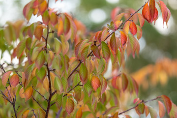 秋の桃色 ハートの葉