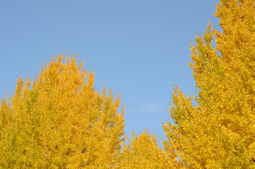 イチョウの紅葉