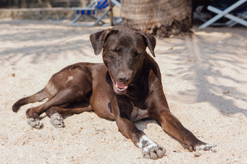 Big broown dog relaxing on the beach with white sand.