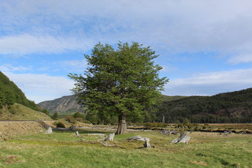 Tree  National  Park  Patagonian