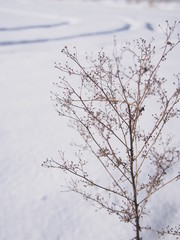 Fototapeta na wymiar 雪原と枯れ木