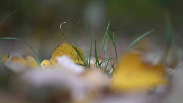 Fallen Autumn Leaves Bokeh Blurred