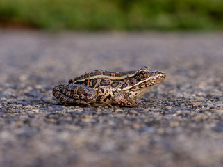 Closeup of Toad