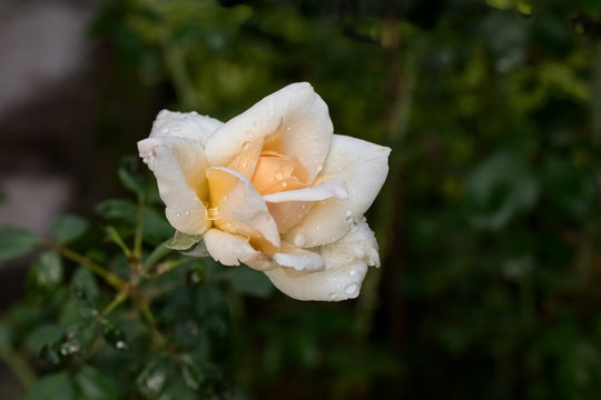 Single blooming white rose in the garden