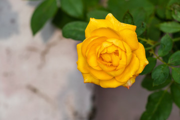 Single blooming yellow rose in the garden, closeup view