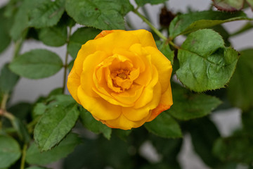 Yellow rose with green leaves blooming in garden