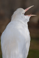 Bubulcus ibis