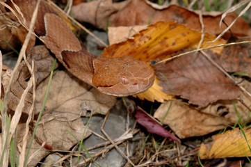 Agkistrodon contortrix