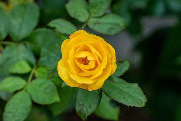 Yellow rose with green leaves blooming in garden