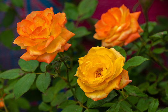 Yellow Pink roses blooming in the garden