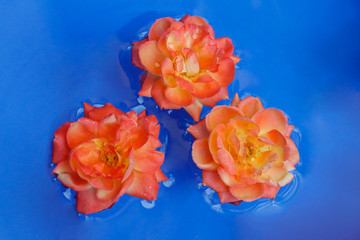 Yellow roses floating in blue water, symmetrical view