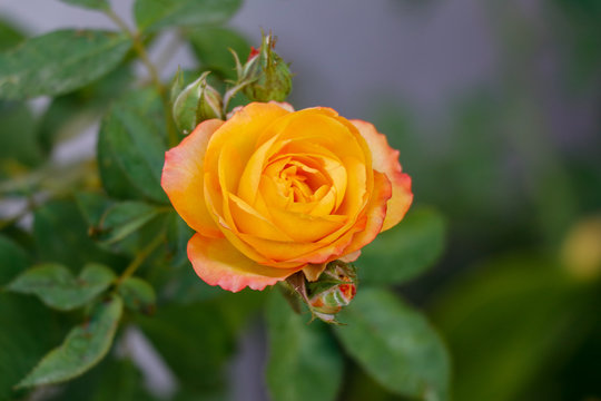 Yellow Pink rose blooming in the garden