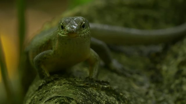 Green Skink resting under the foliage on Cousin Island in Thailand