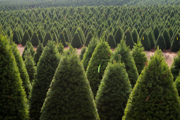 Christmas Trees for sale