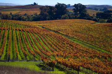 Naklejka premium Sonoma vineyard in autumn