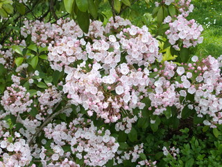 Wunderschöne Blüten eines Busches pink, rosa und weiß