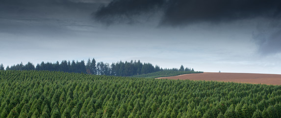Storm Over The Tree Farm