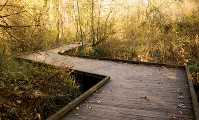 Wooden bridge/road into the fall forest during golden hour